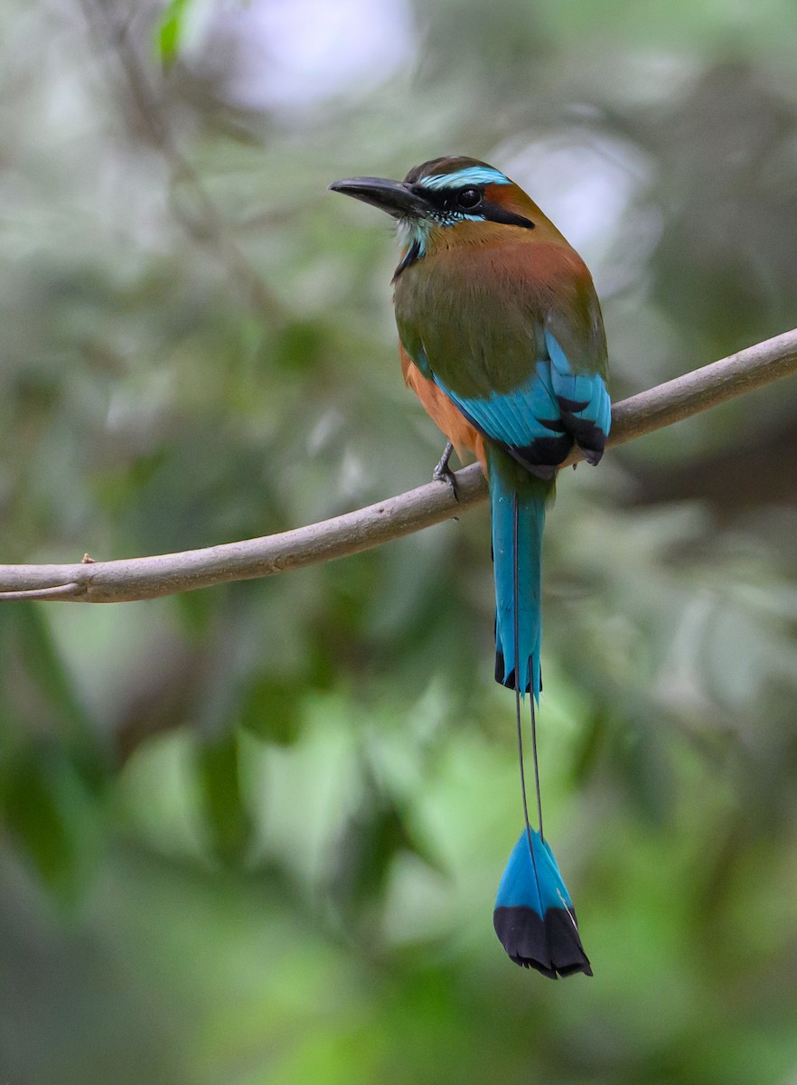 Момот рудочеревий - ML647771478