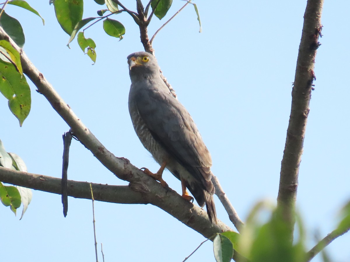 Roadside Hawk - ML647771484