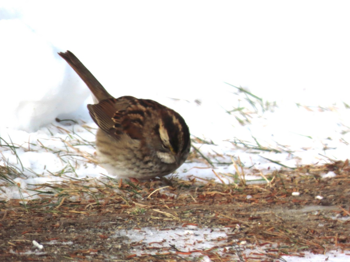 White-throated Sparrow - ML647771491