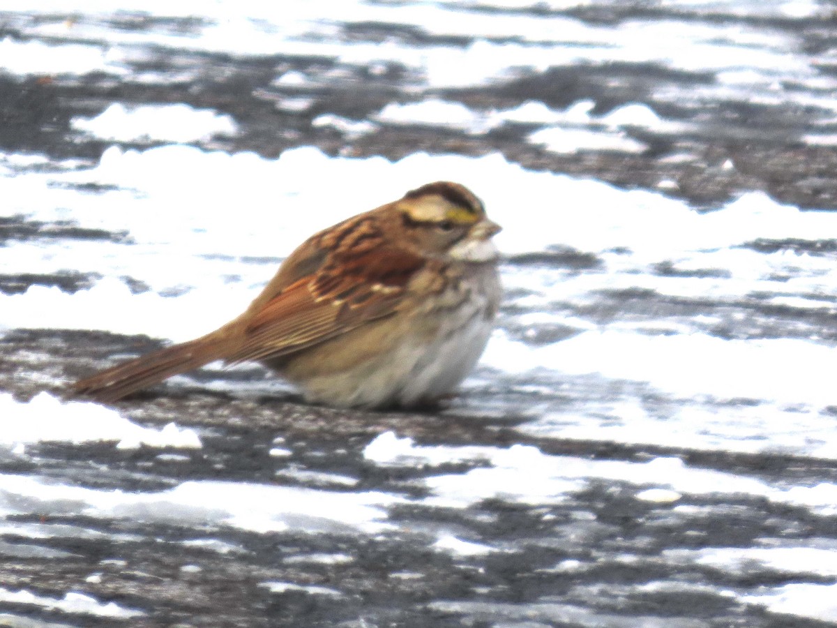 White-throated Sparrow - ML647771492
