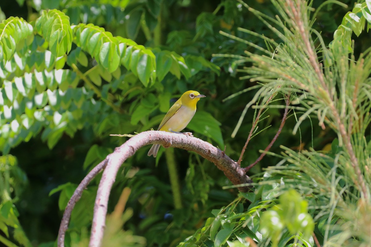 Ashy-bellied White-eye - ML647771528