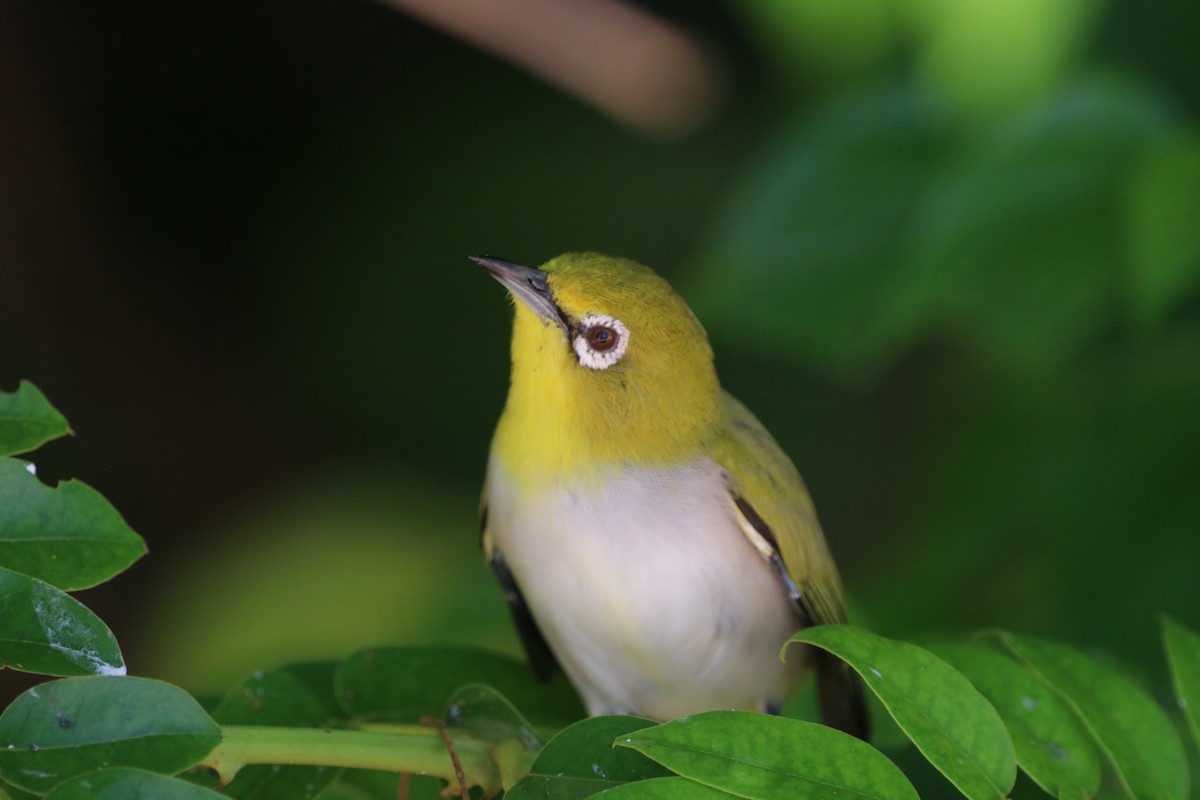 Ashy-bellied White-eye - ML647771529
