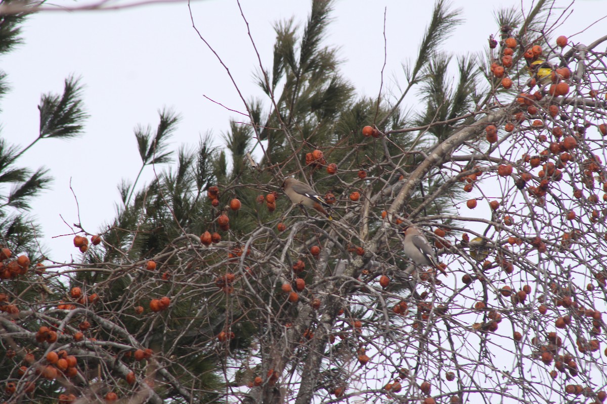 Ampelis Europeo - ML647771549