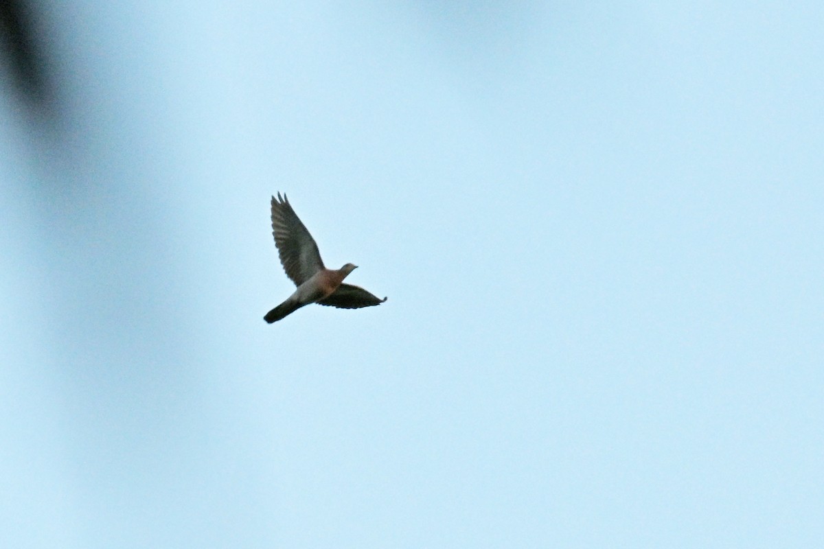 Pale-vented Pigeon - ML647771553