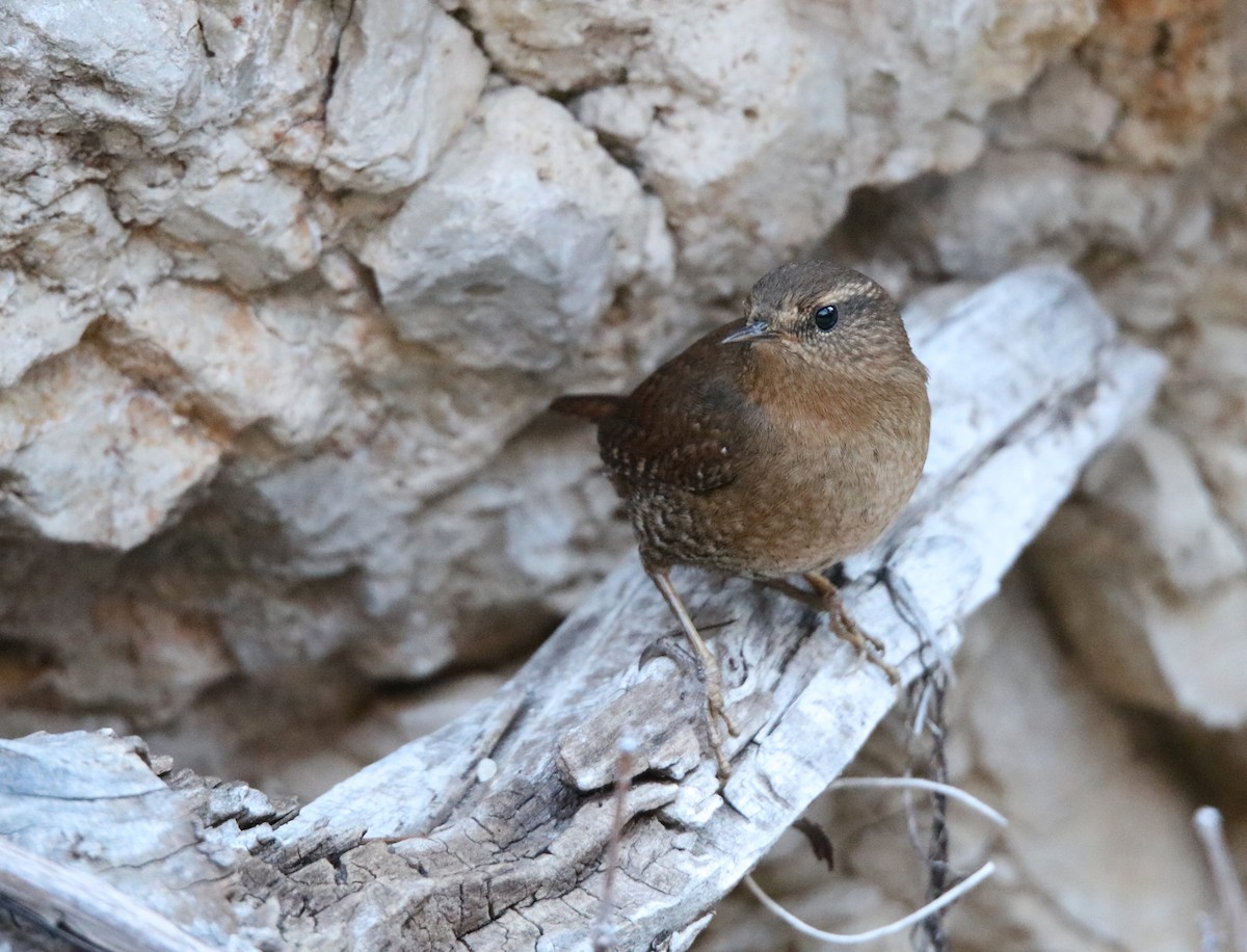 Pacific Wren - ML647771568