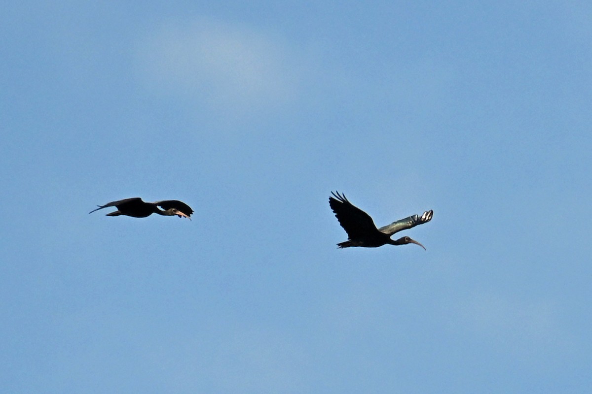 Ibis Afeitado - ML647771589