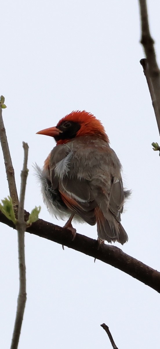 Красноголовый малимб - ML647771594