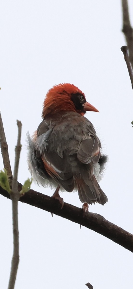 Красноголовый малимб - ML647771595