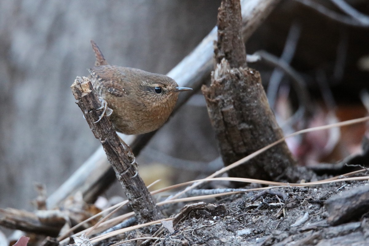 Pacific Wren - ML647771599