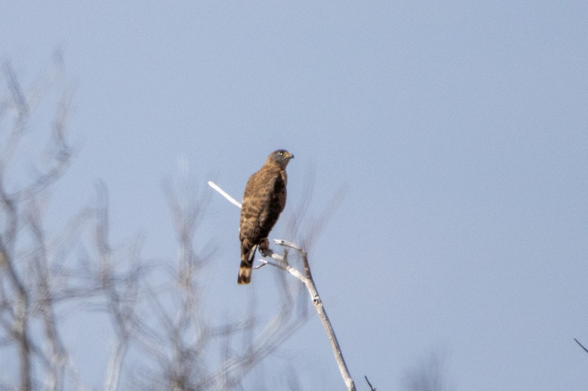 Roadside Hawk - ML647771609