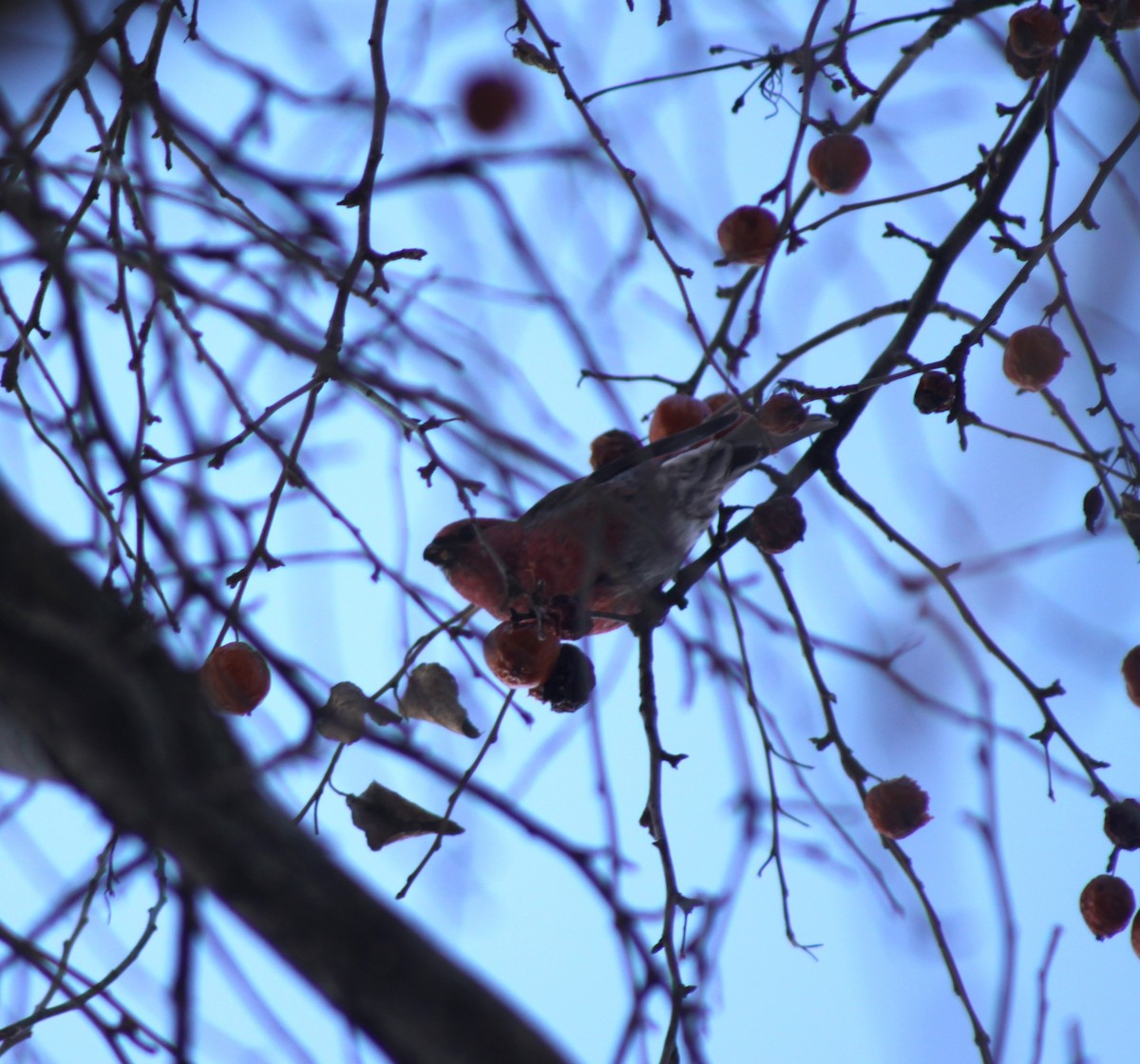 Pinu-gailupa - ML647771640