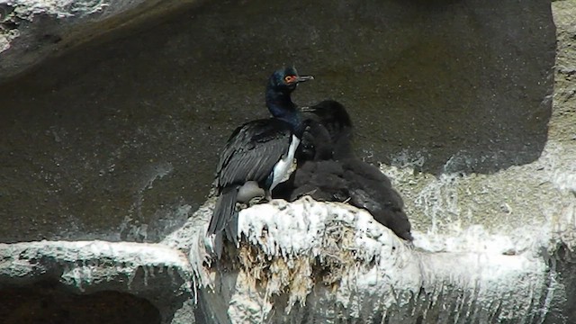 Магелланов баклан - ML647771644