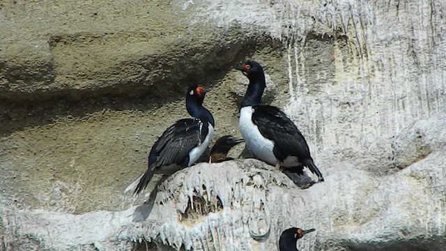 Магелланов баклан - ML647771653