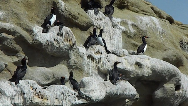 Магелланов баклан - ML647771658