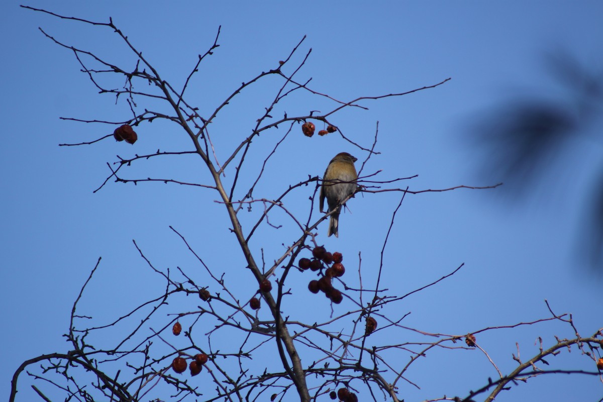 Pinu-gailupa - ML647771664