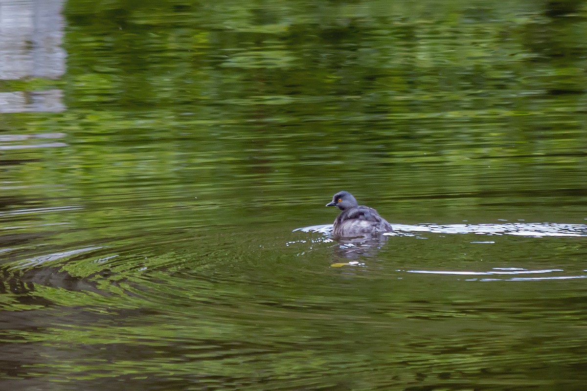 Least Grebe - ML647771676
