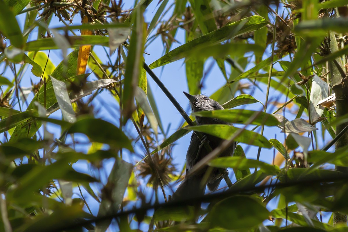 Rio de Janeiro Antbird - ML647771679