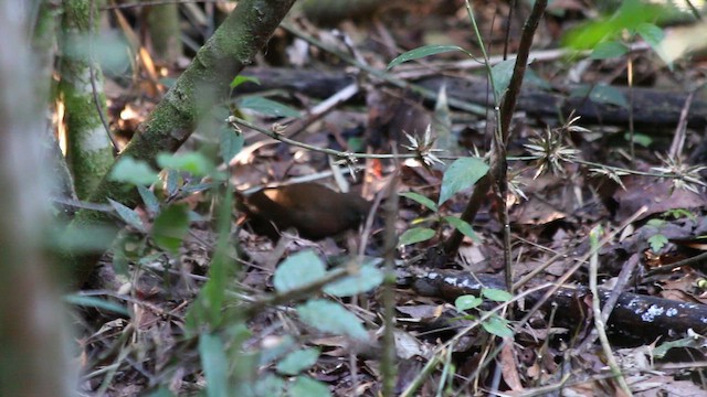 Рыжегрудый тенелюб - ML647771698