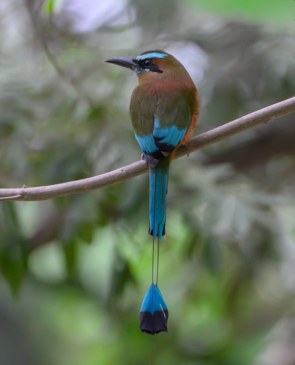 Момот рудочеревий - ML647771701