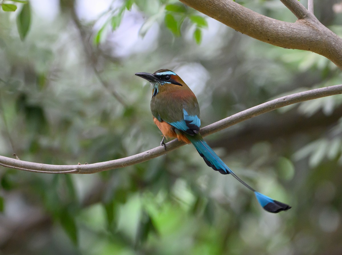 Момот рудочеревий - ML647771705