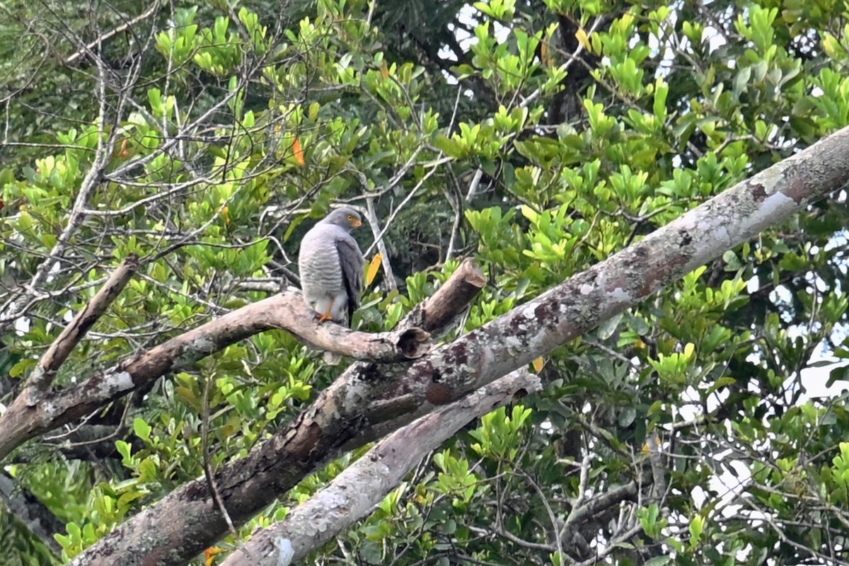 Roadside Hawk - ML647771707