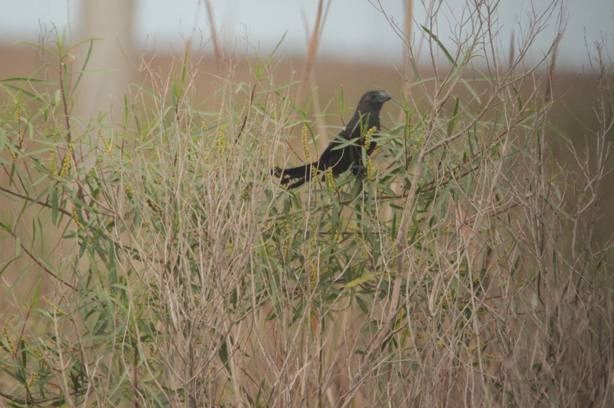 glattnebbani - ML647771710