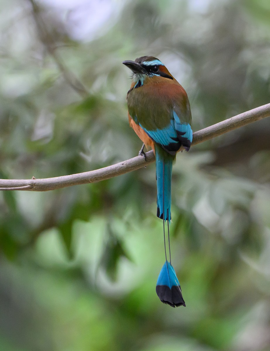 Момот рудочеревий - ML647771714