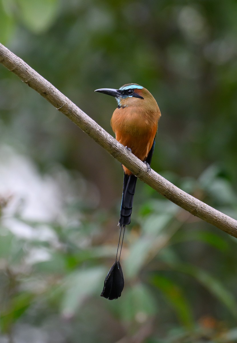 Момот рудочеревий - ML647771717