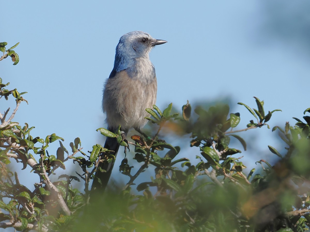 Florida Scrub-Jay - ML647771728