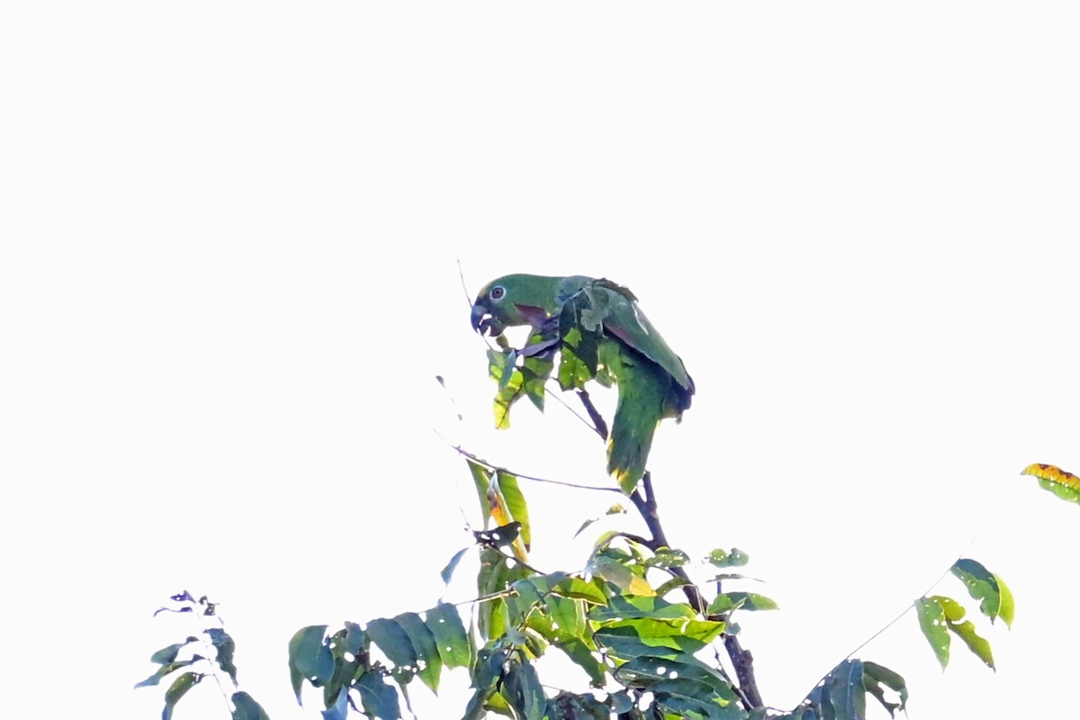 キビタイボウシインコ - ML647771740