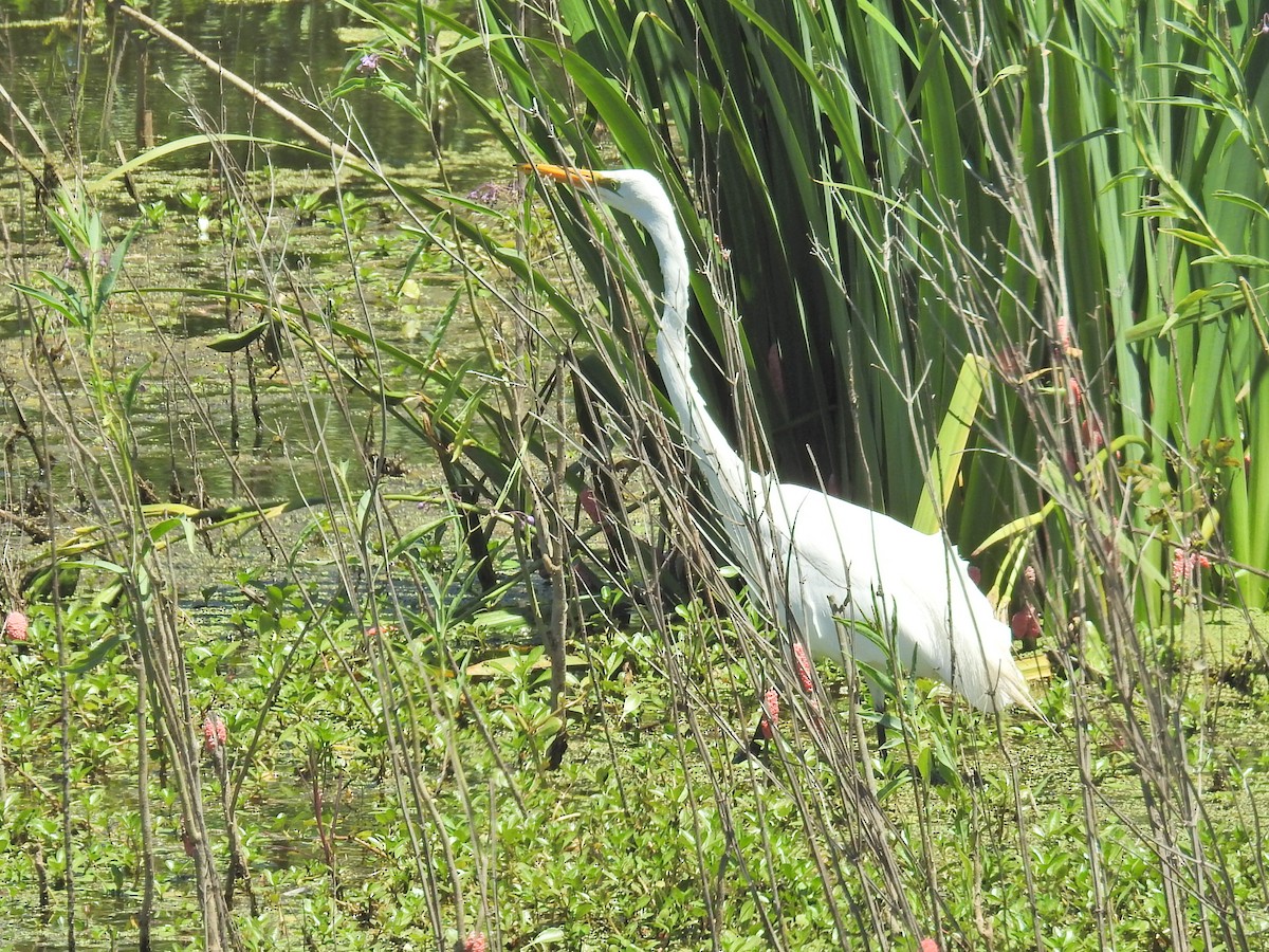 Great Egret - ML647771743