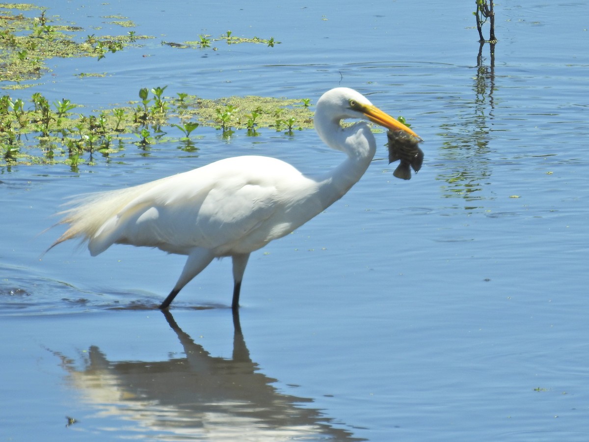 Great Egret - ML647771745