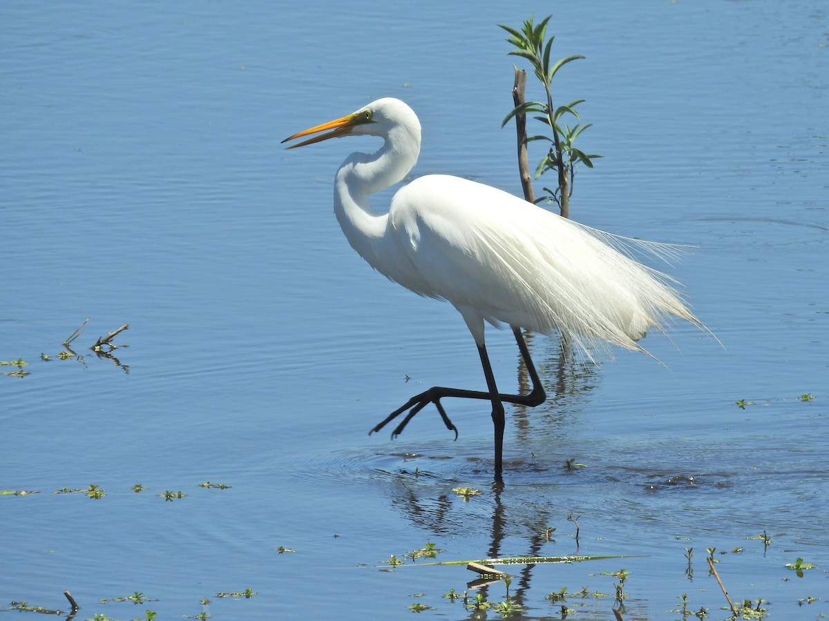 Great Egret - ML647771746