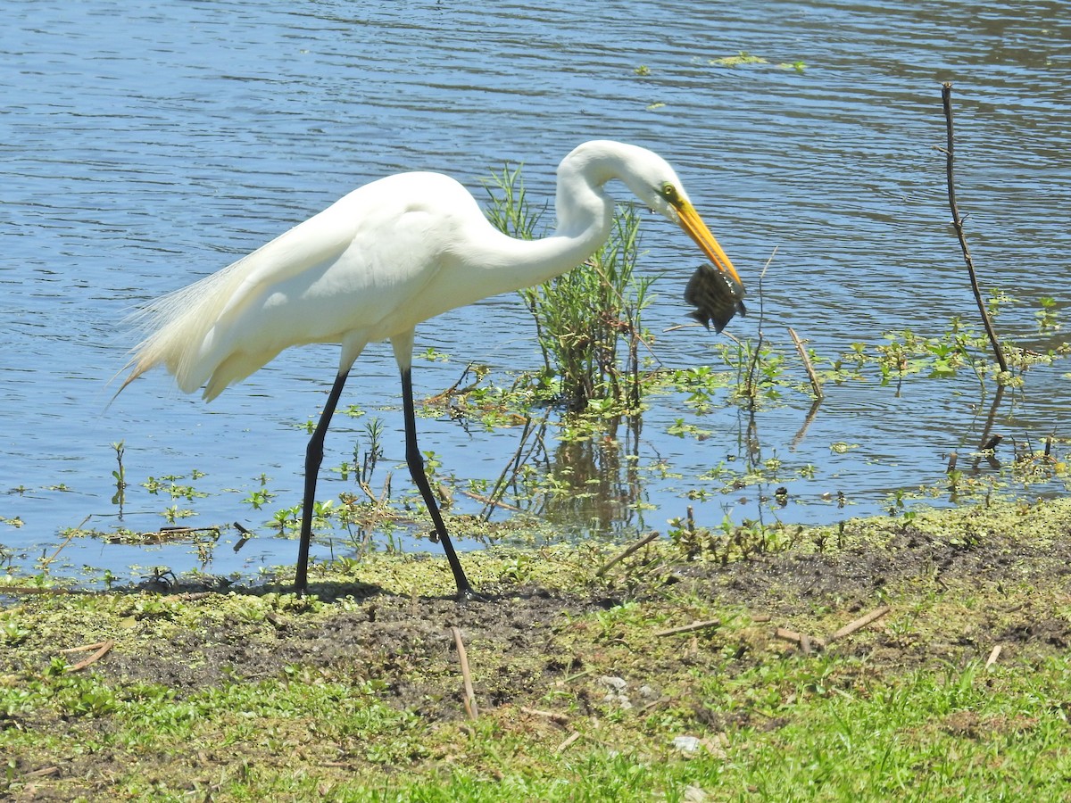 Great Egret - ML647771748