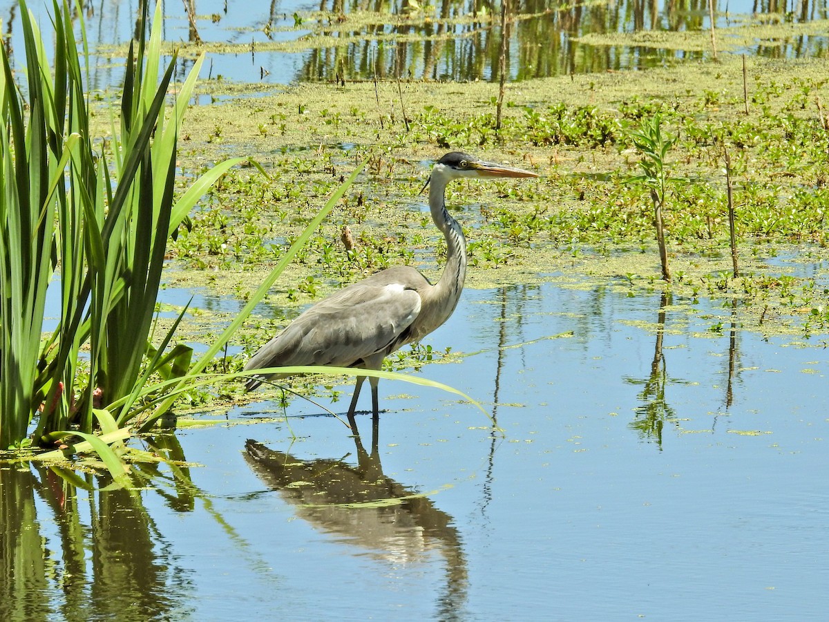 Cocoi Heron - ML647771796