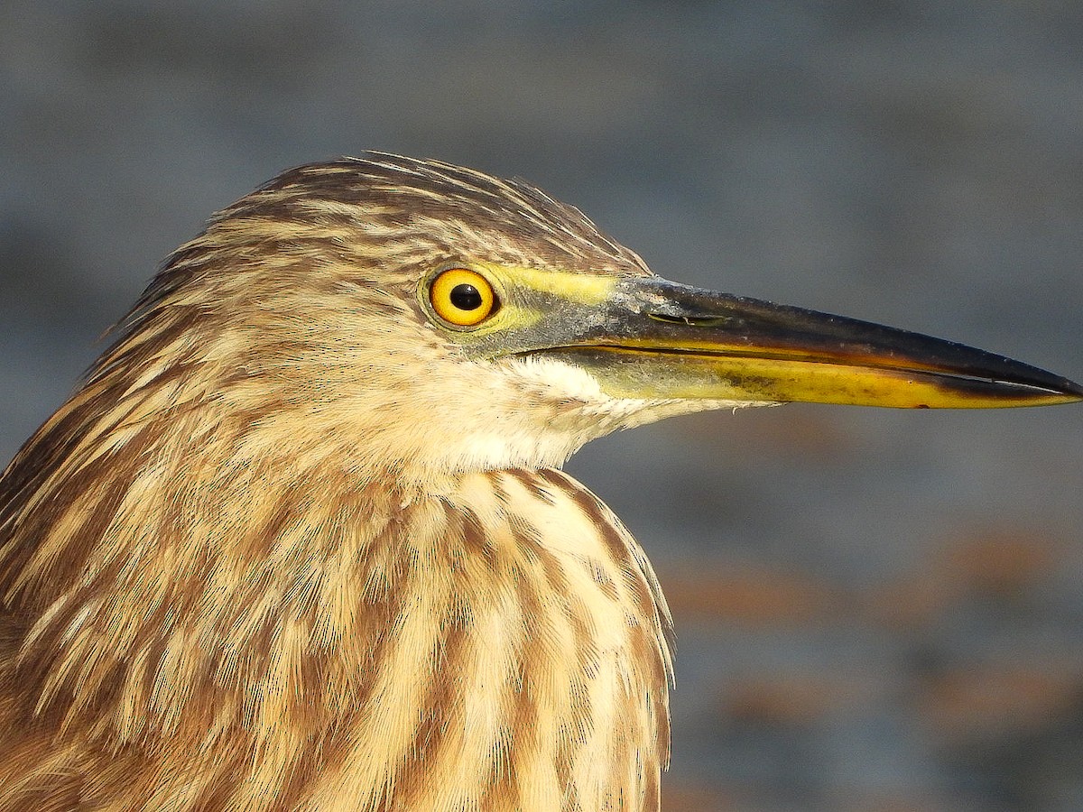Indian Pond-Heron - ML647771797