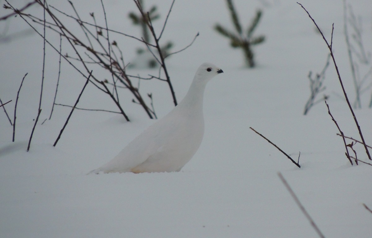 Moorschneehuhn - ML647771802