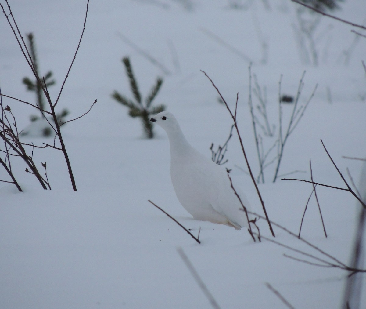 Moorschneehuhn - ML647771803