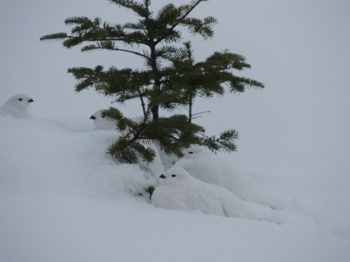 Moorschneehuhn - ML647771804