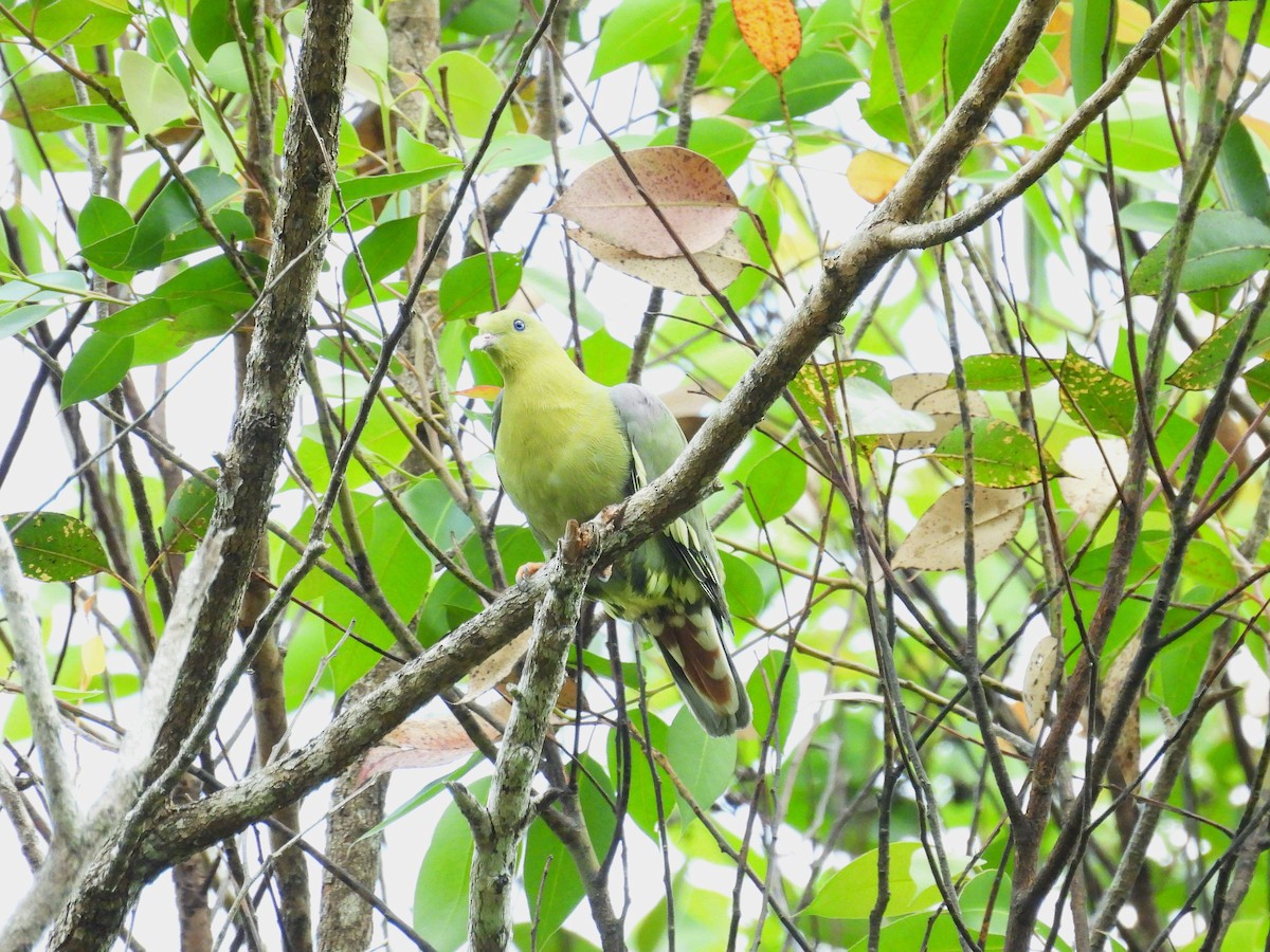 Madagascar Green-Pigeon - ML647771810