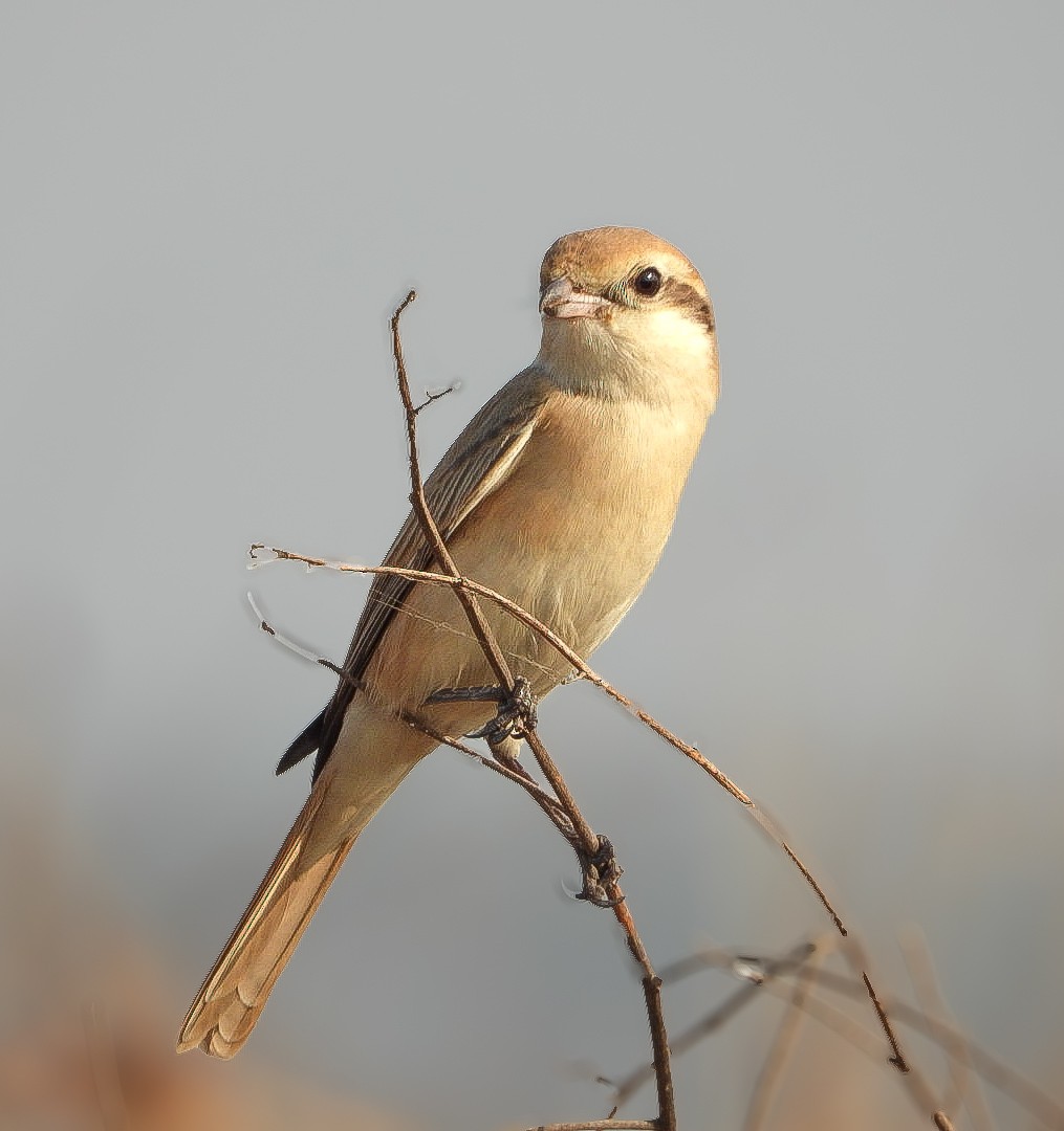 Isabellwürger - ML647771839