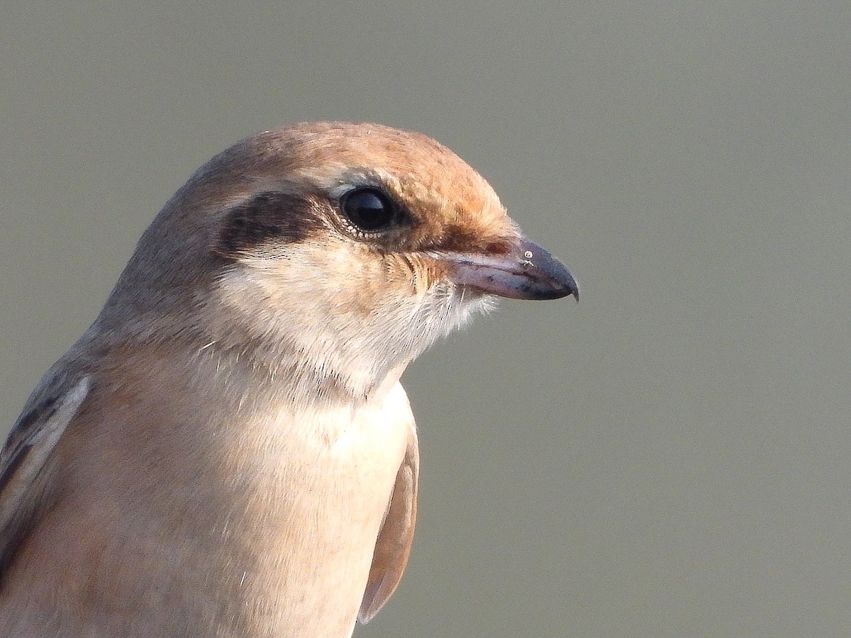 Isabellwürger - ML647771840