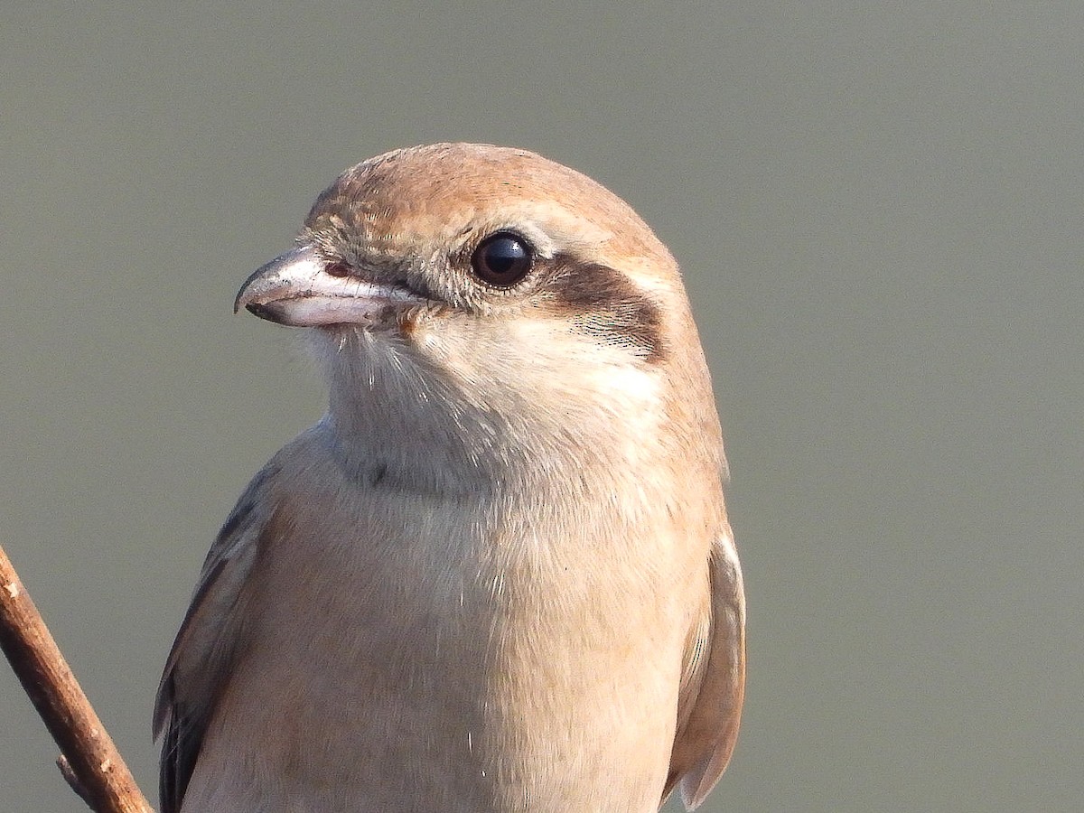 Isabellwürger - ML647771841