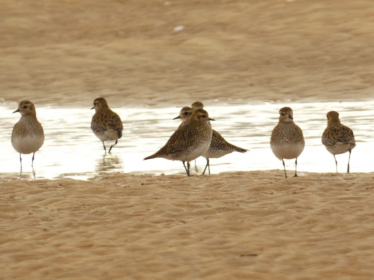 European Golden-Plover - ML647771843