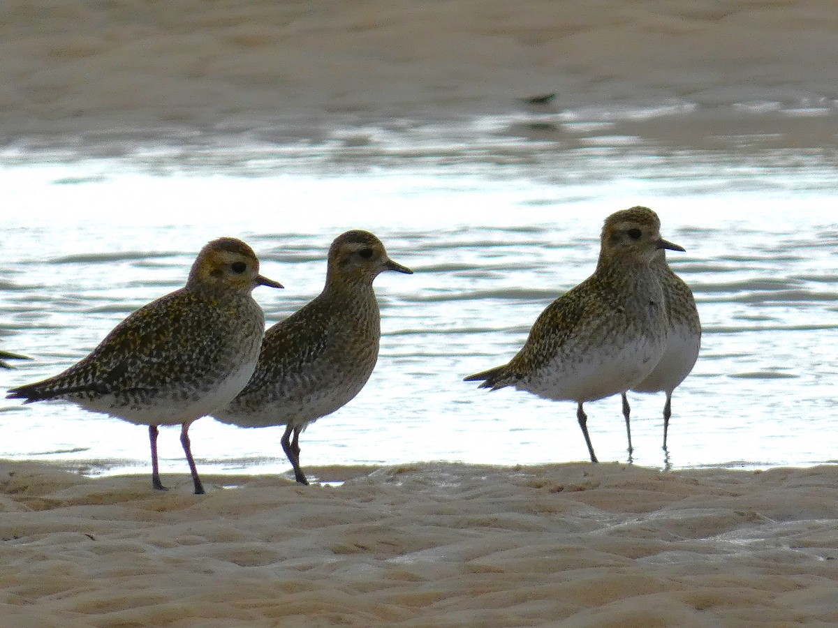 Золотистая ржанка - ML647771844