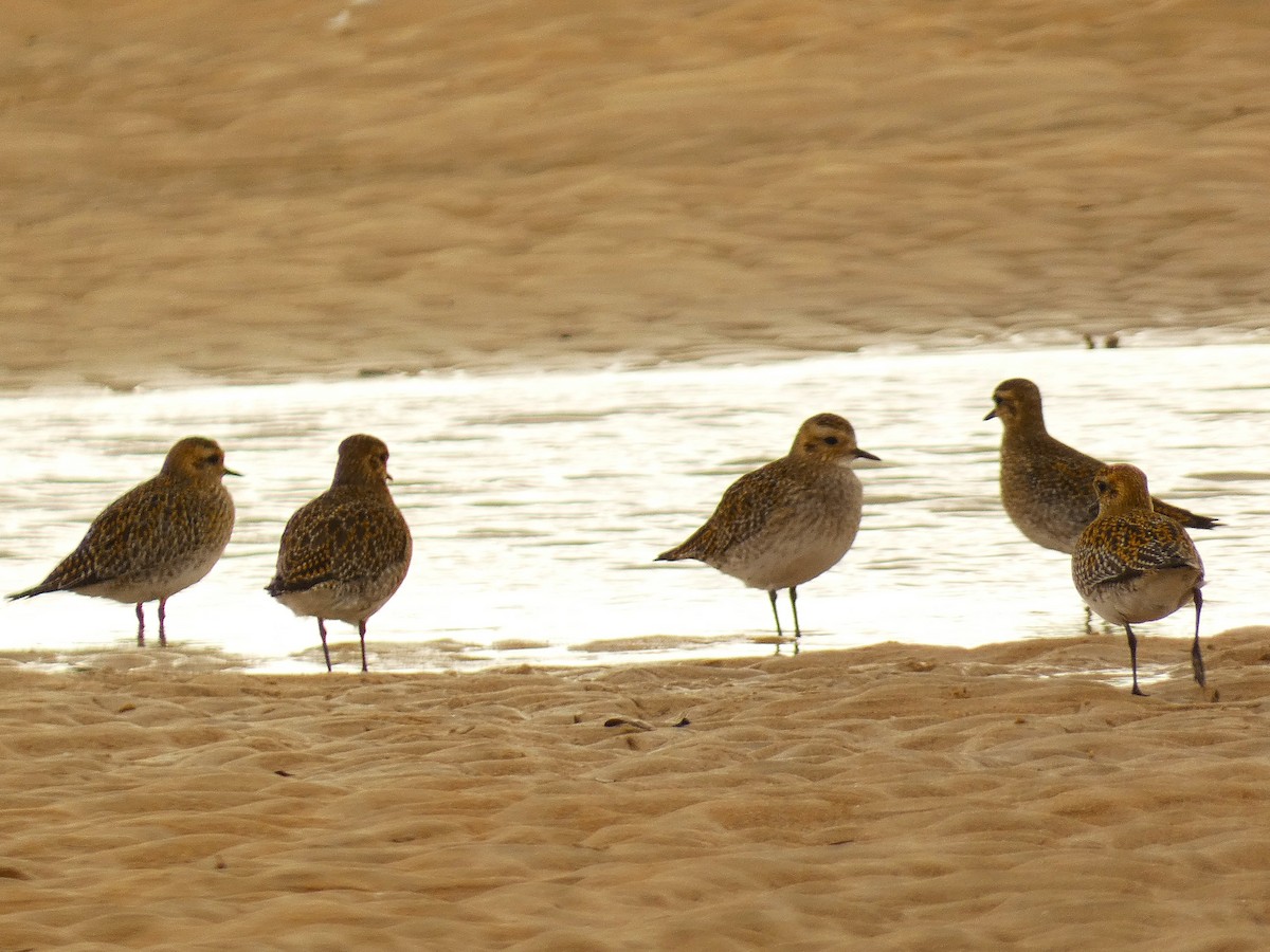 European Golden-Plover - ML647771845