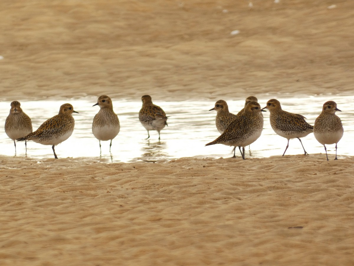 Золотистая ржанка - ML647771846