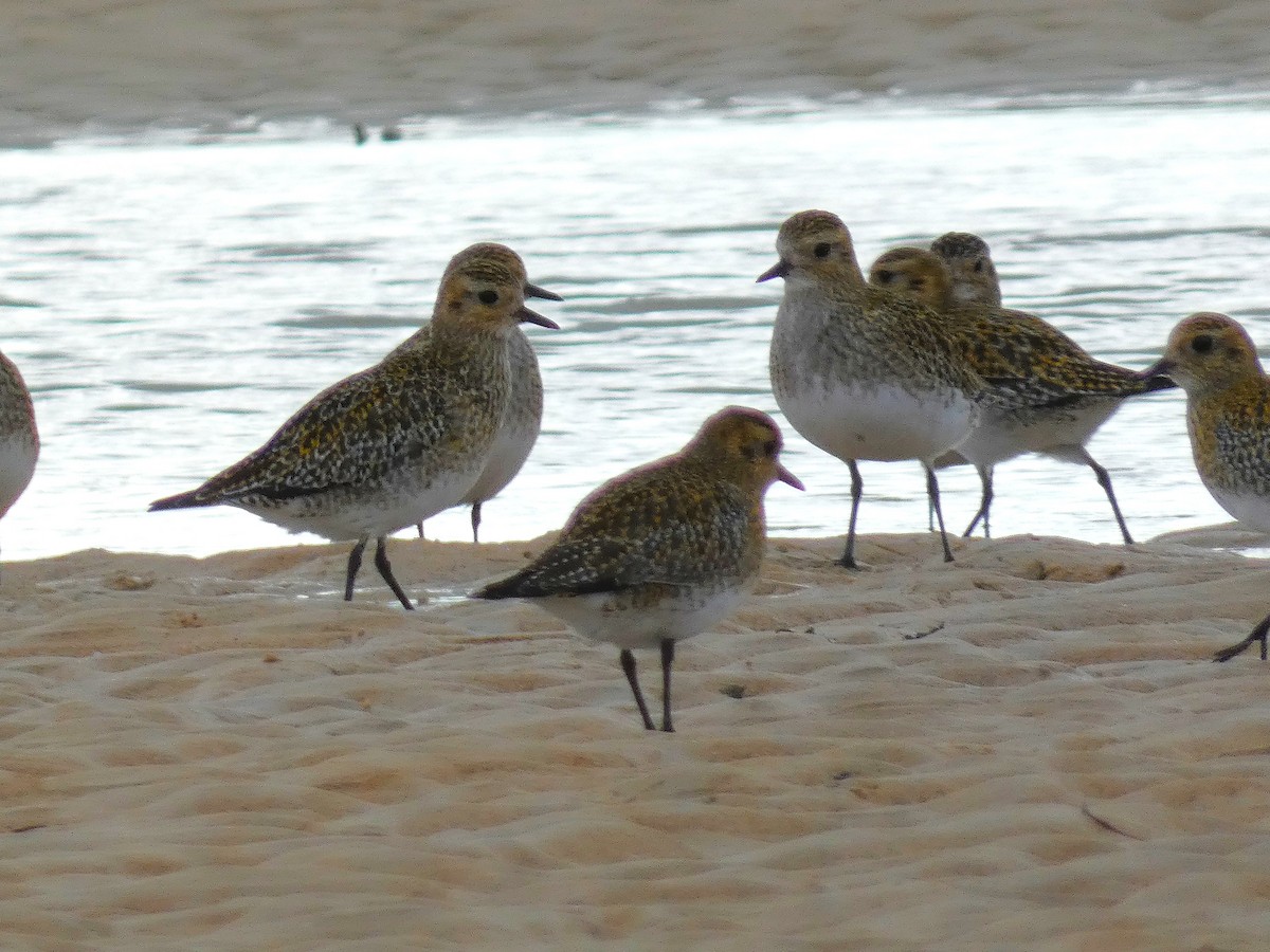 Золотистая ржанка - ML647771847