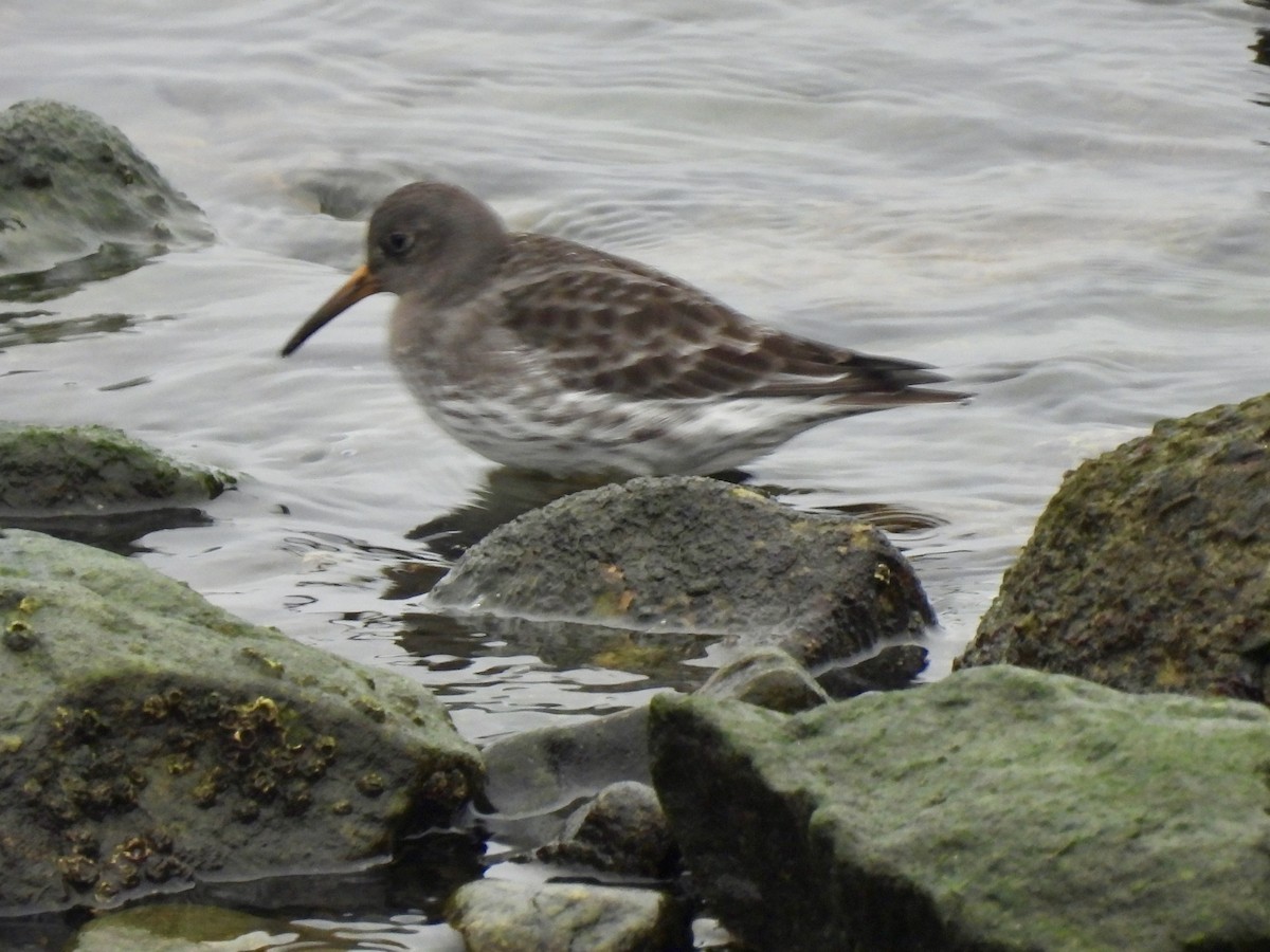 Морской песочник - ML647771848