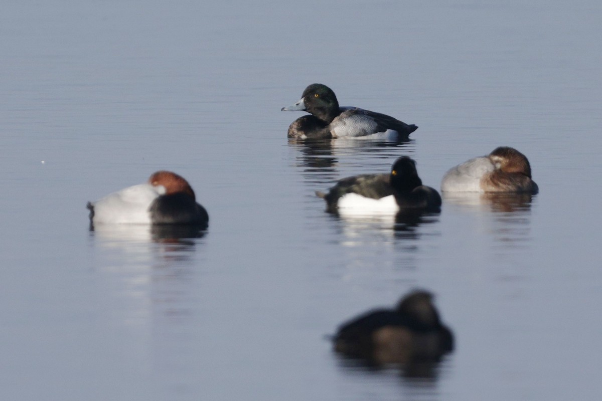 Морская чернеть - ML647771849